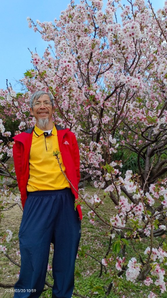 陽明山上墨染櫻大爆發_2457639