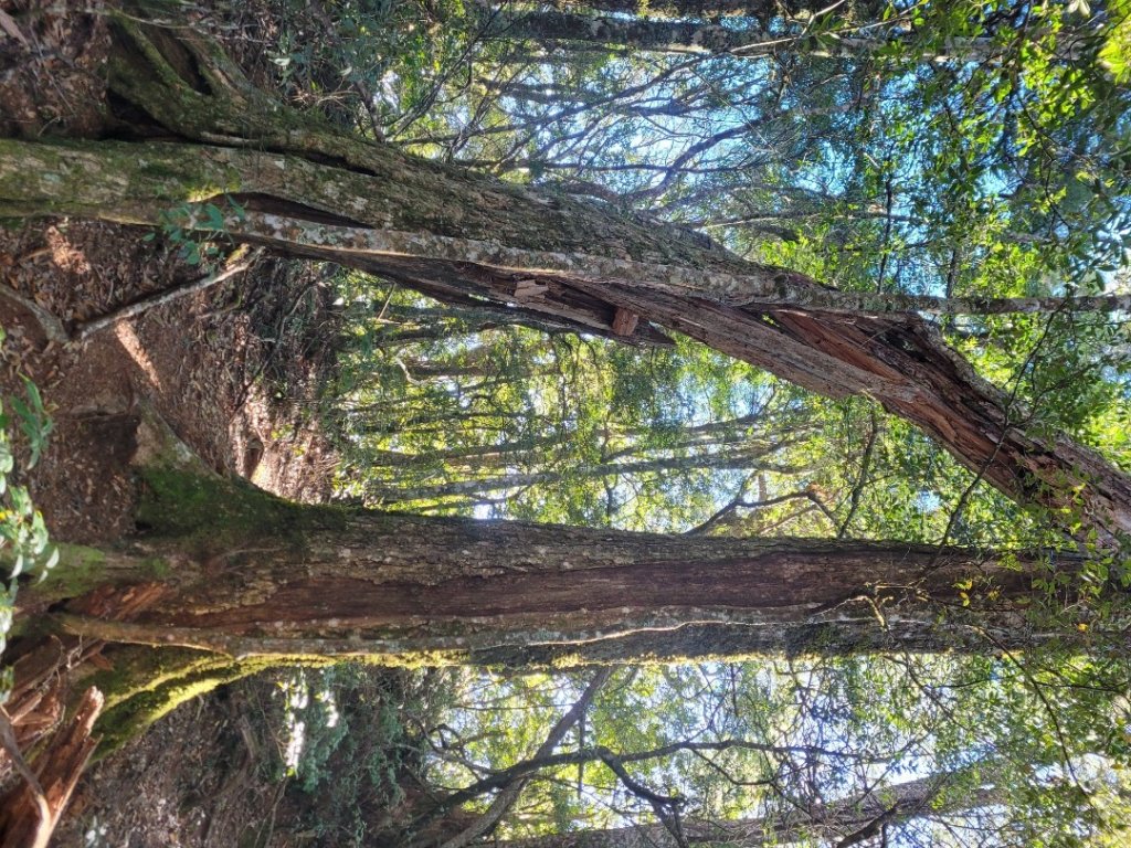 油霞麥縱走O型_1993014