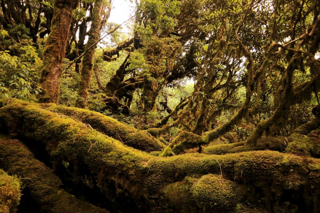 水青岡換新裝~探索太平山的原始森林_349109