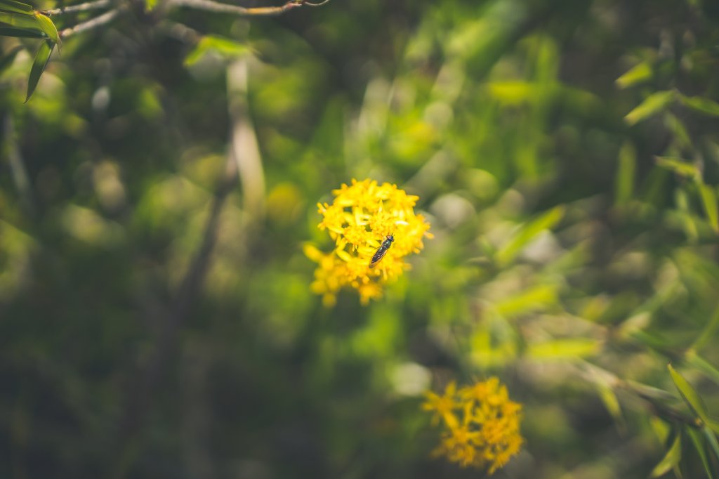 20220718-[南投] 合歡東峰步道_2433046
