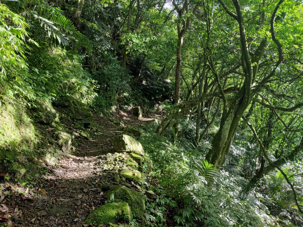 春谷養鱒場-小東河山北峰-小東河山-大龍山-南大龜山-光天高山-春谷養鱒場 O型 2021.6.30_1422727