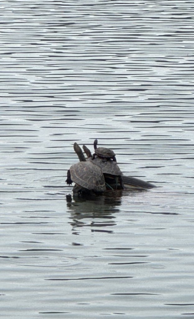 鳳凰谷步道走凍頂麒麟山_2772752