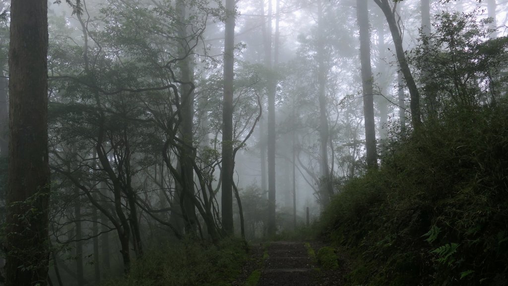 阿里山森遊區-祝山,對高岳步道_2537064