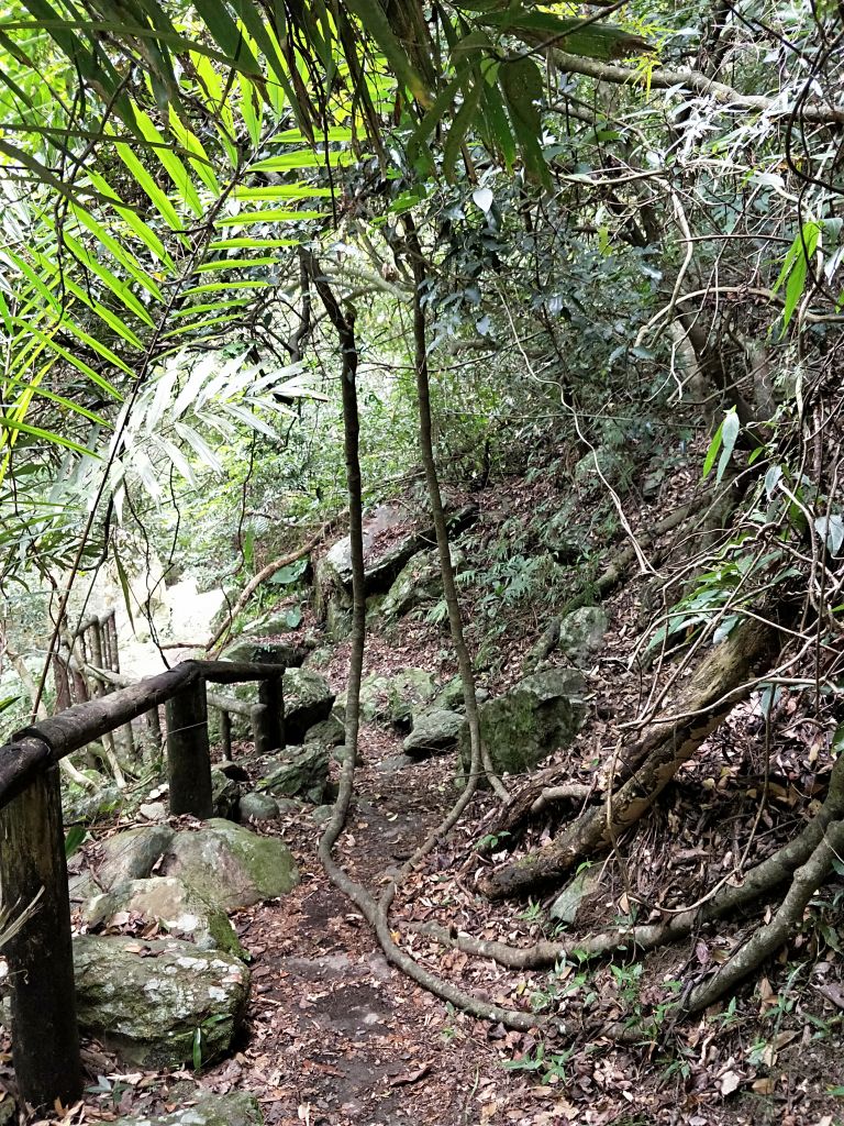 惠蓀林場青蛙石遺址步道_398091