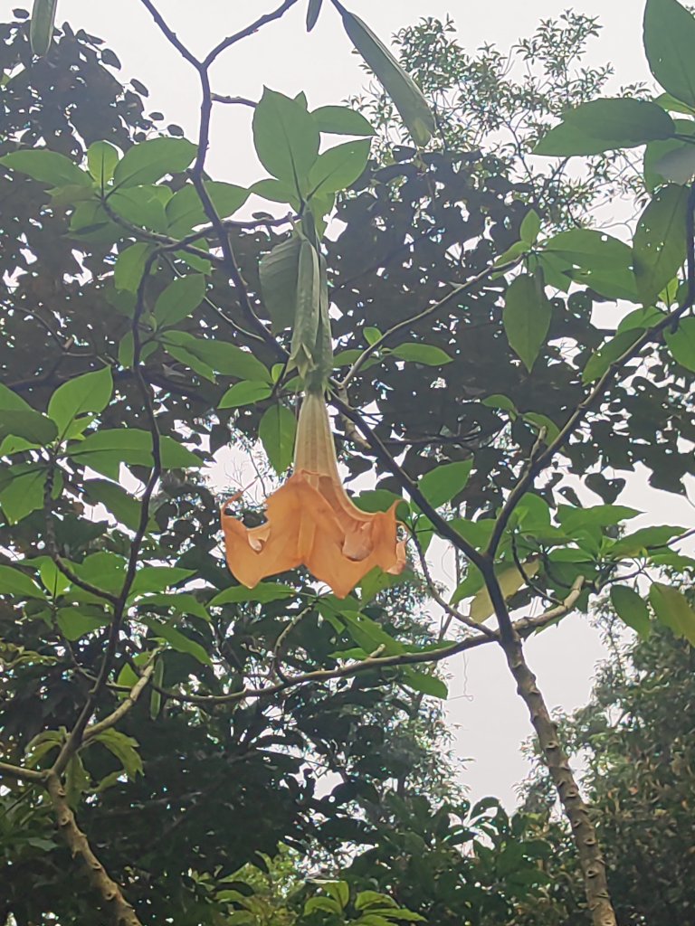 臺北大縱走第六段_3025110