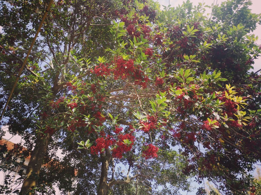 我從福人步道走去大北坑吃好料_818662