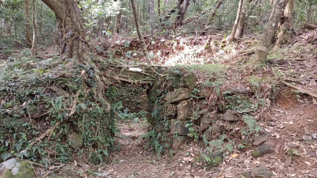 三芝區竿尾崙古道-竿尾崙-清涼崙-大屯溪古道O型封面圖