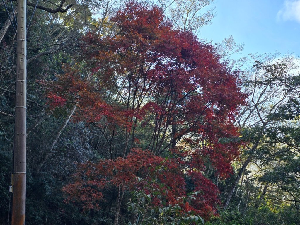 鳶嘴稍來山之楓紅／雲海_2974014