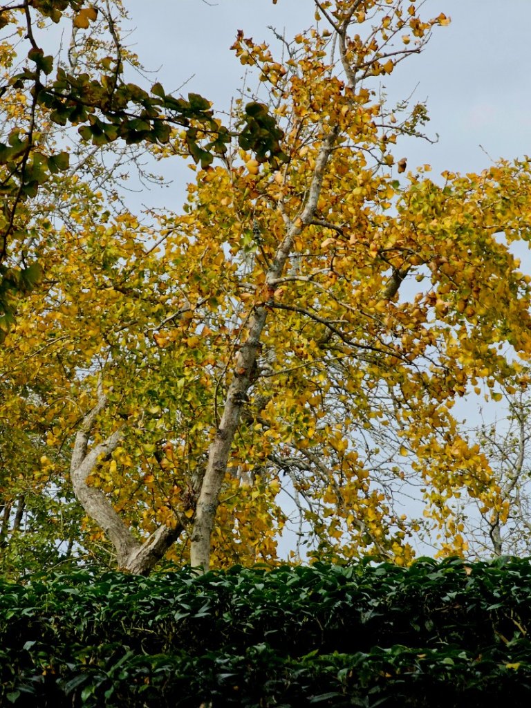 大崙山銀杏森林_2966104