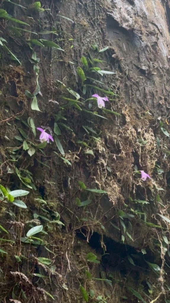 卡保石壁一葉蘭（耘夢谷上逐鹿山下O走）_2809520