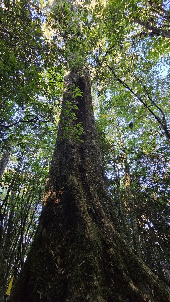 【細說大雪山木馬古道】橫嶺山、沙蓮山、笛吹山O繞_2921091