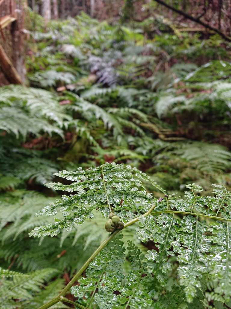 民都有山(面托油山)_1499660