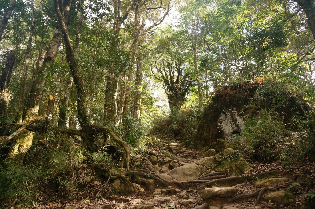 奮起湖大凍山步道_2011414