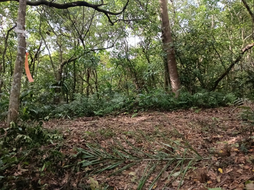 雙溪區東內平林山+上平林山+平林山去回_2952508