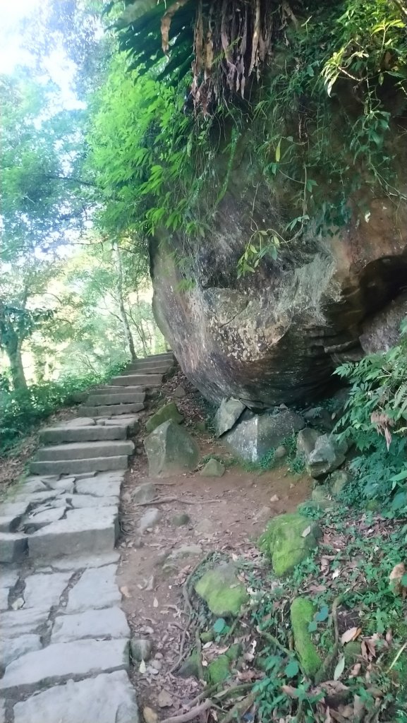 溪頭天文台登山步道、神木步道_1523924
