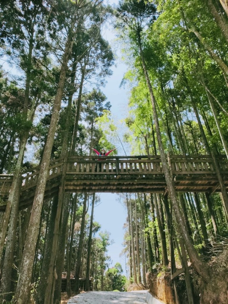 雲林古坑 石壁木馬古道_933582