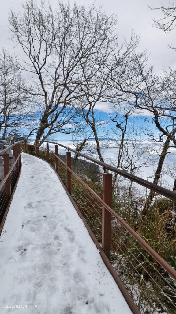 我的2025 第二場雪 #觀雲步道 #雲海 #望洋山 #黃喉貂 #山羌？#水鹿？2/4_2706574