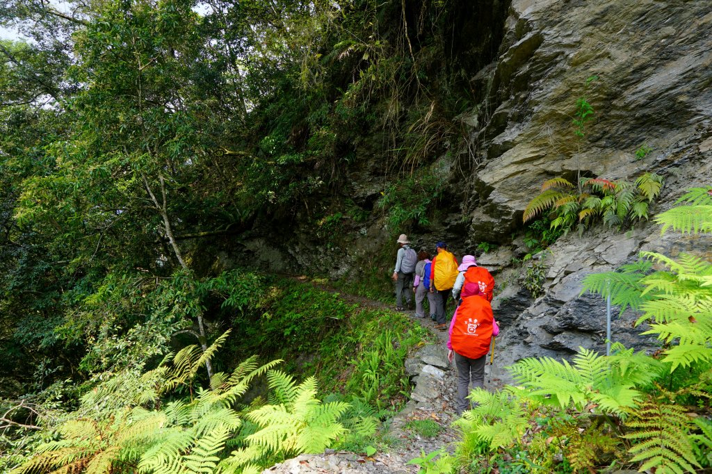 蕨之道~春遊瓦拉米_563099