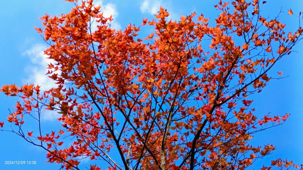 永公路落羽松/菁碧溪潺潺流水&至善路楓香紅了！_2666390