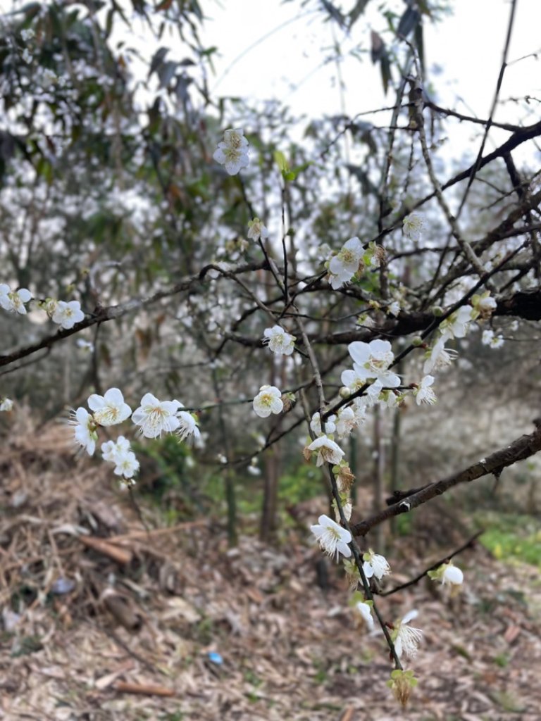 小百岳 三腳南山封面圖