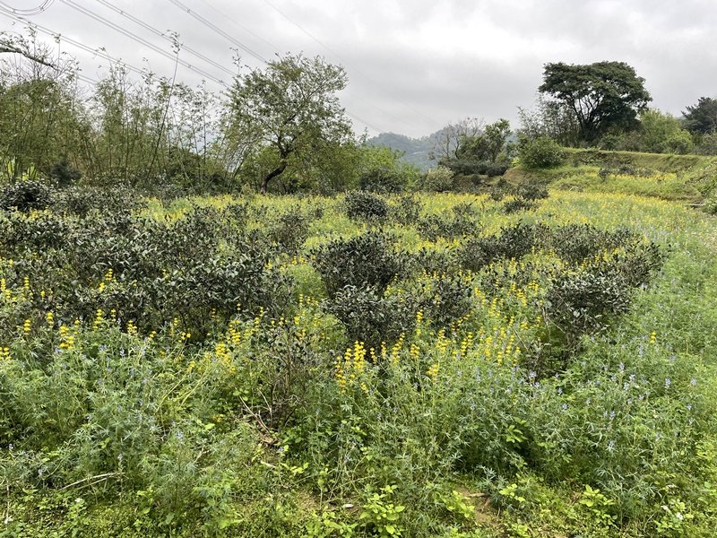 台北大縱走第七段_2733863