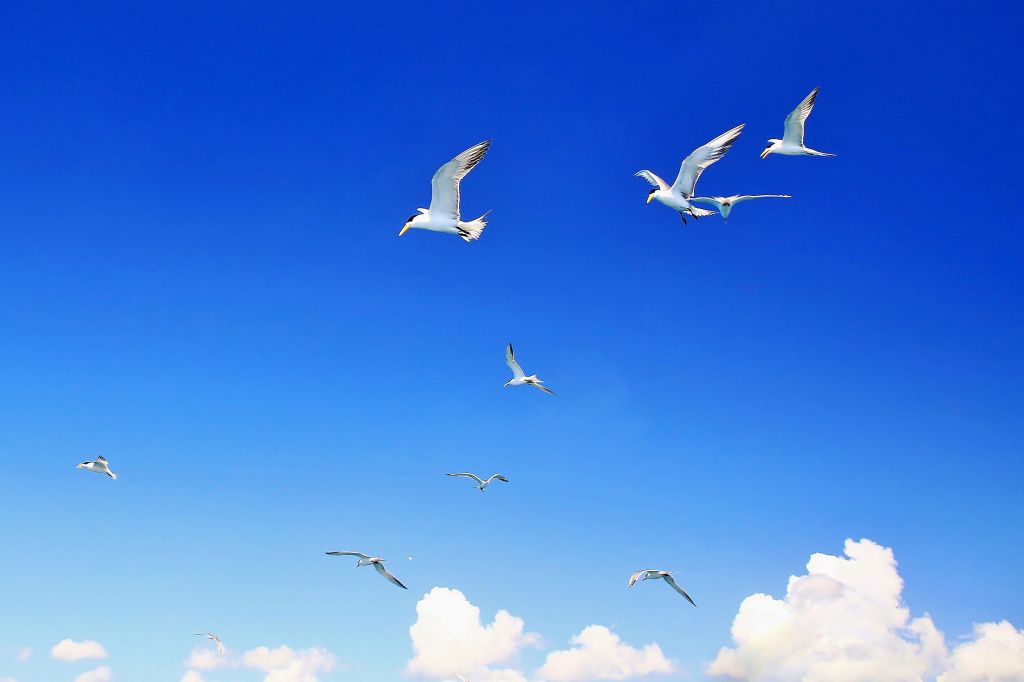 澎湖采風---玄武岩-藍洞-天人菊-燕鷗_139245