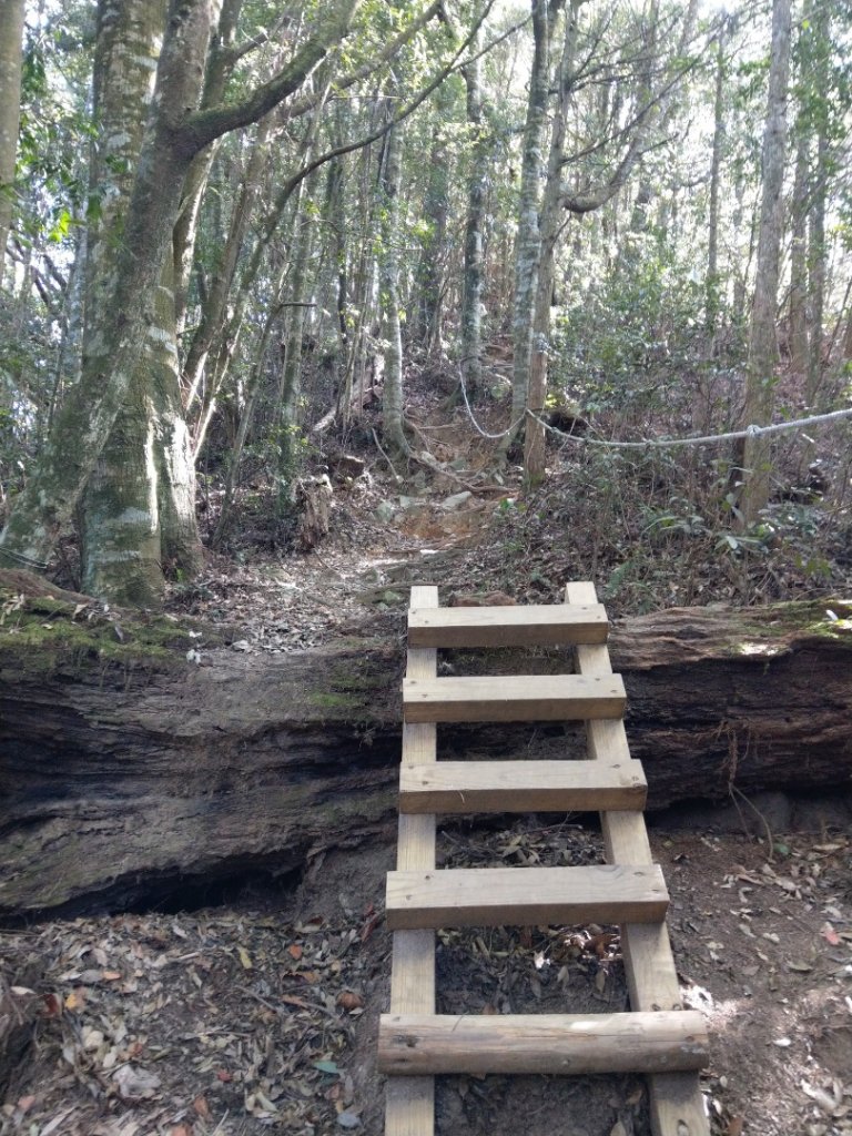 谷關七雄之屋我尾山（3）（大雪山登山口）_755820