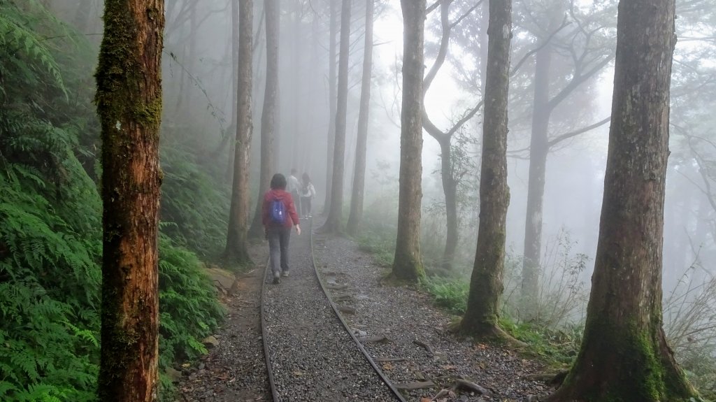 太平山（翠峰,茂興,鐵杉林,見晴）_1097236