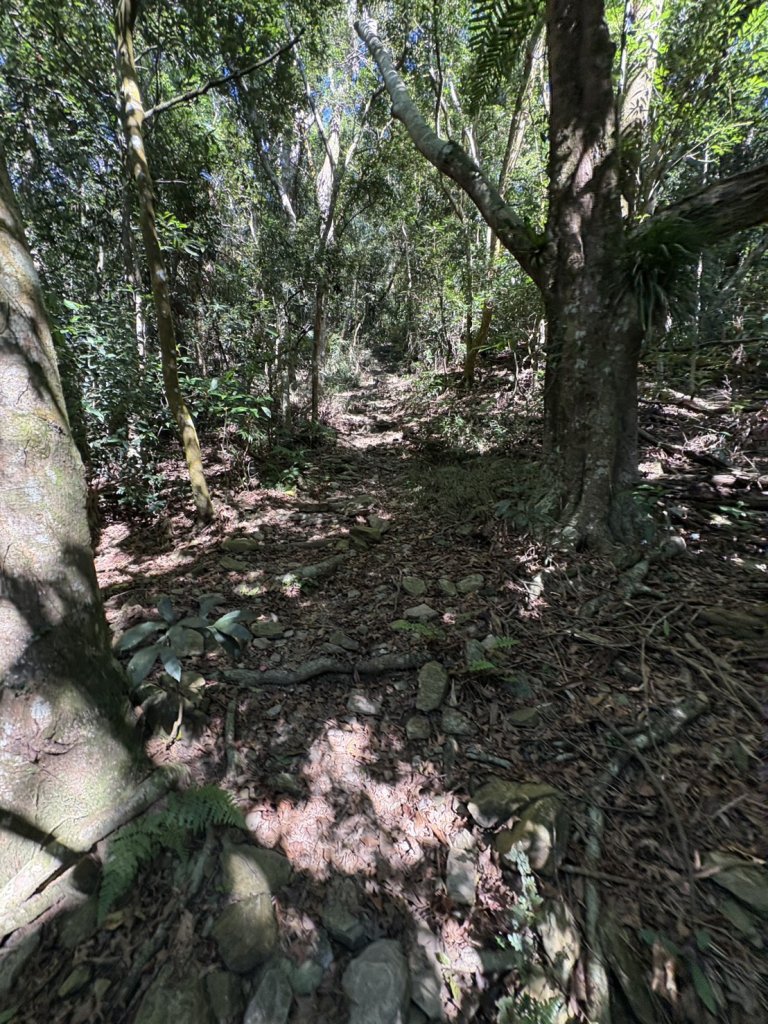 20251116鳴海山、網子山登山步道_2938347
