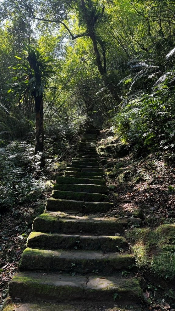 孝子山、普陀山、慈母峰賞鹿子野百合O走_2592926