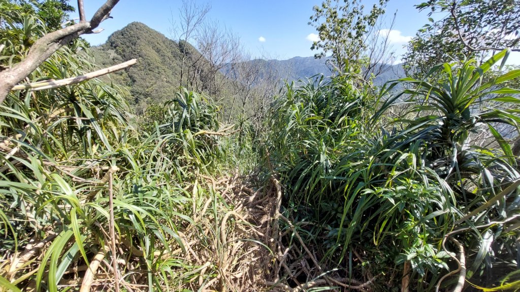 蛇來運轉之蛇年爬蛇山  蛇子形古道-三爪子坑山-蛇子崙山O型_2783972
