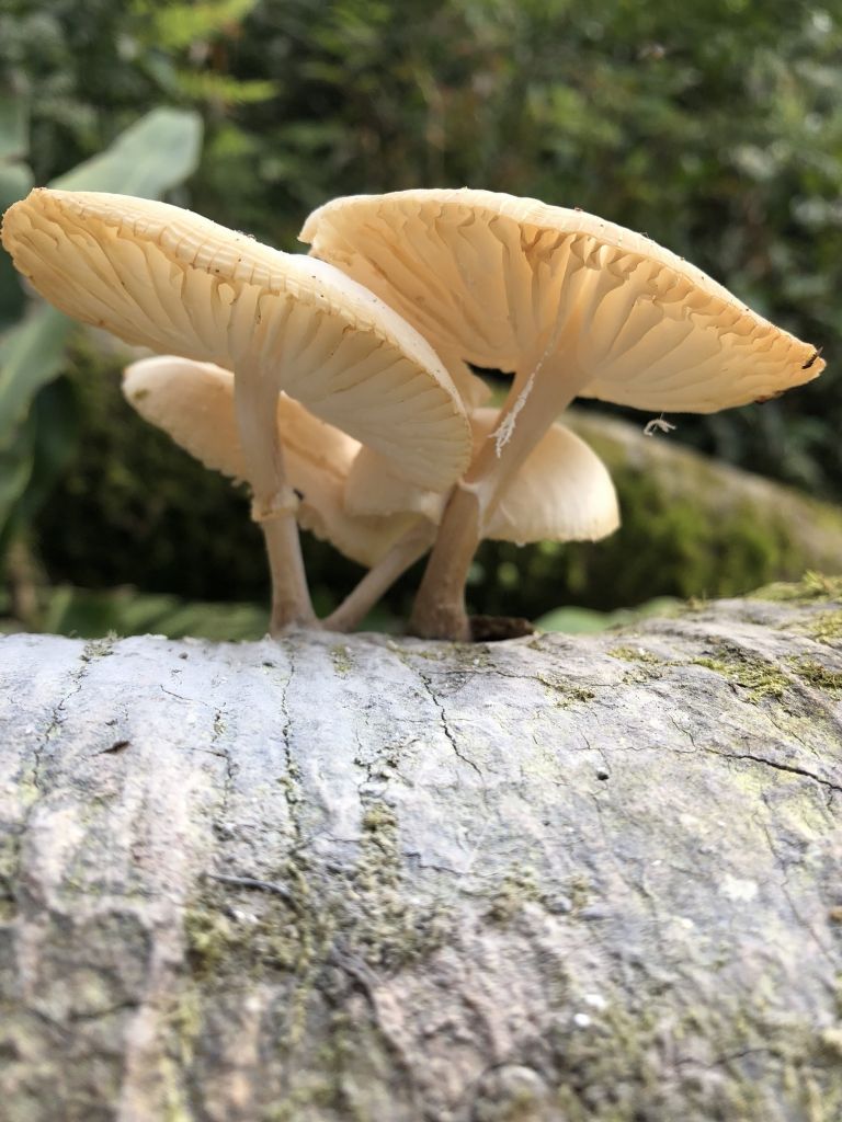 2018.03.14 松蘿湖我來了~_291054