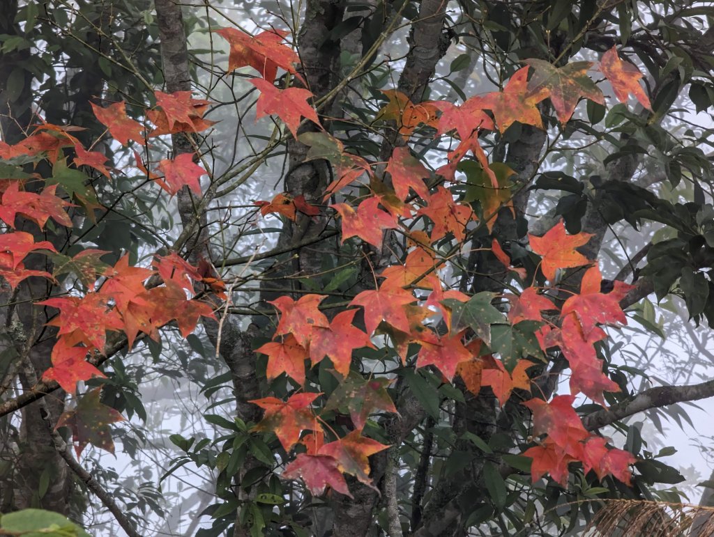 【小百岳055】雲林 石壁山_1959498
