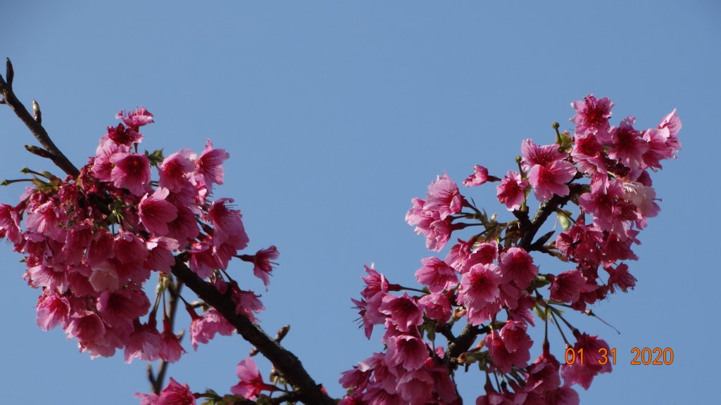 追花是簡單的快樂，賞花是恬淡的幸福3_819034