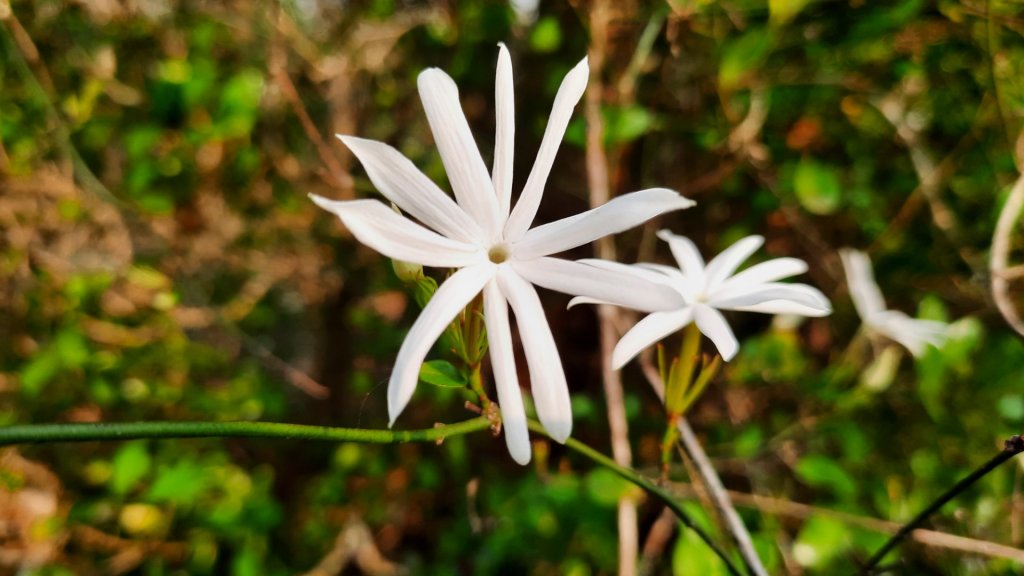 《台中》森林公園｜台中都會公園大O繞20230409_2102710