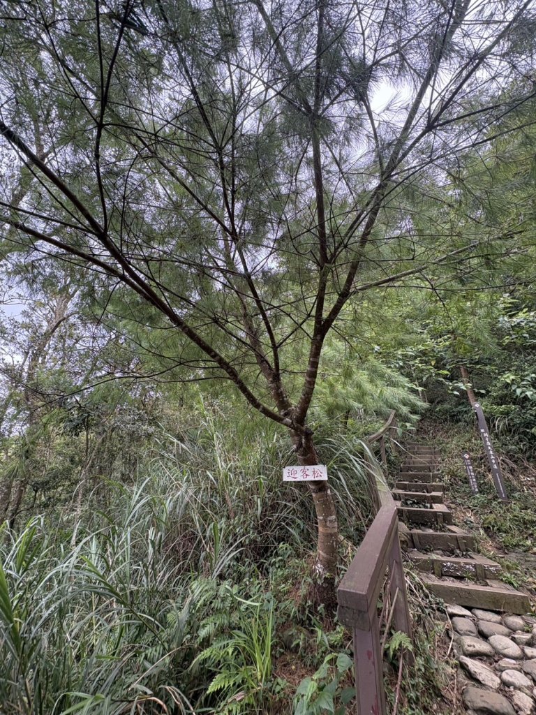 20250830台南關仔嶺大凍山步道_2914711
