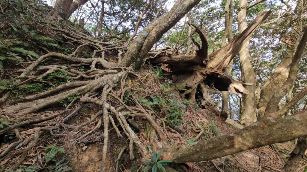 20260118南插天山.魯培山.上宇內山(南插北峰)_2989771