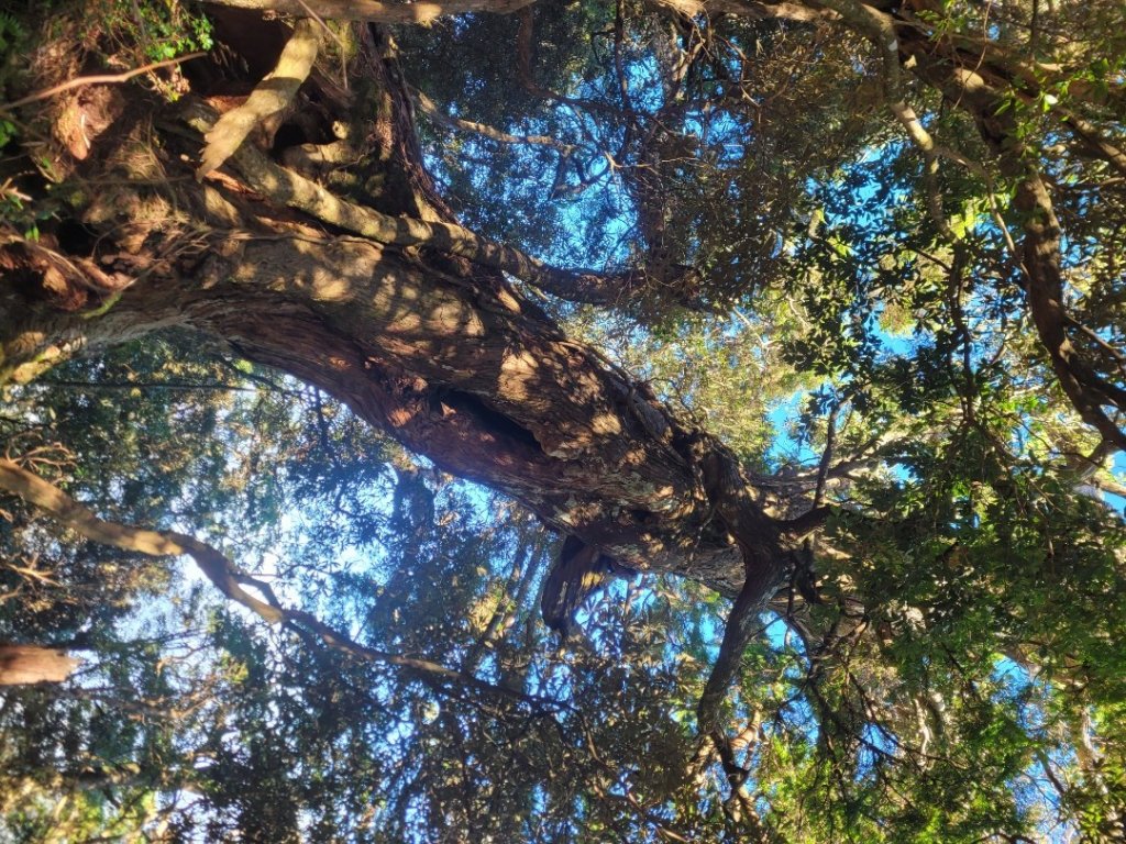 20231118 南插天山 魯培山 山毛櫸秘境_2355590