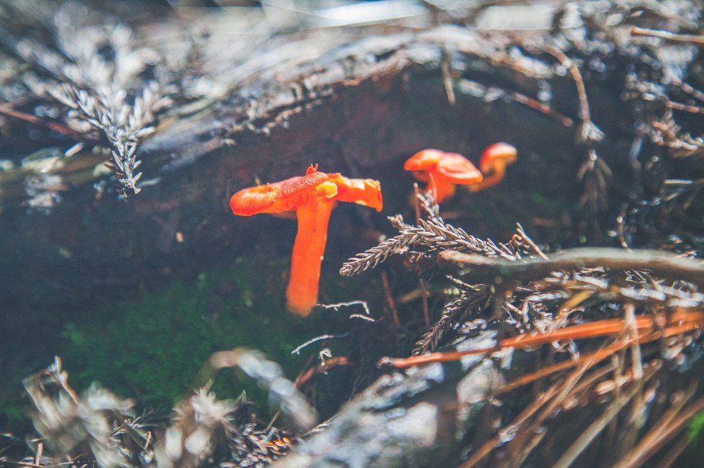 20200718-[嘉義] 二萬坪山_1634073