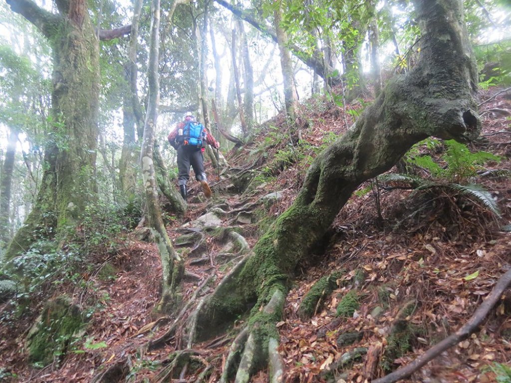 橫嶺山雨中行封面圖