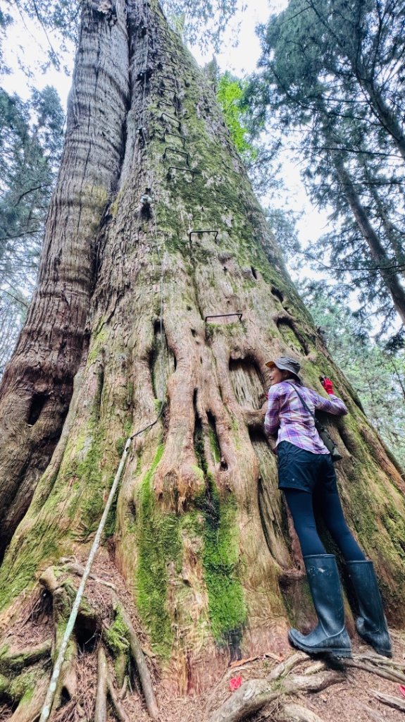 水漾森林+瞑月神木_2768777