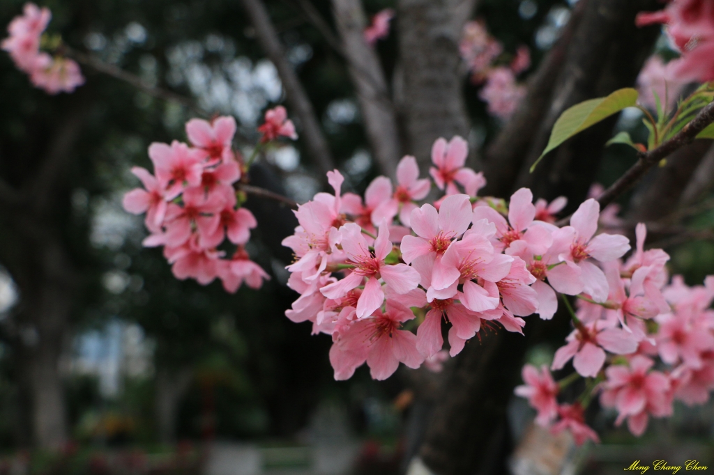 20160402~北投文化公園~_33699