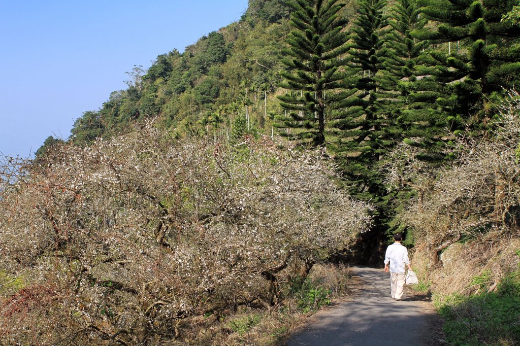 【臺南~楠西】梅嶺賞梅二~梅峰古道_1247028