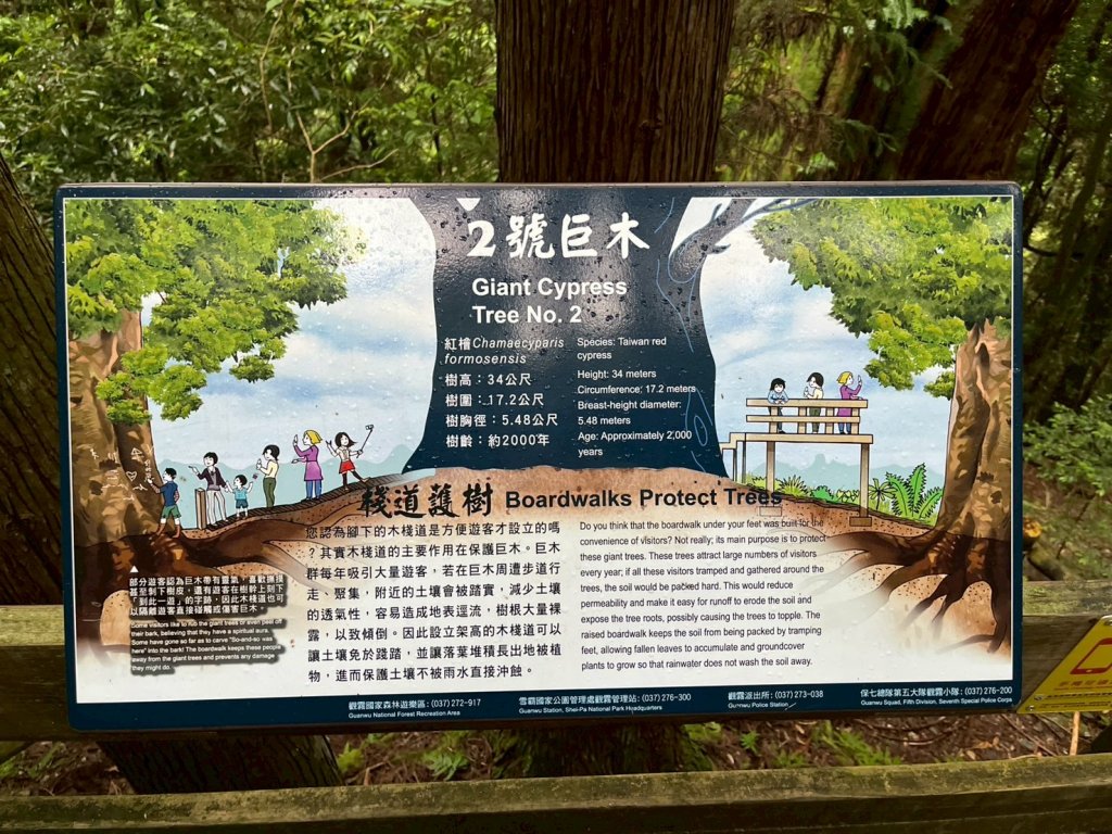 新竹 五峰 觀霧國家森林遊樂區 蜜月小徑+檜山巨木群步道_2811464