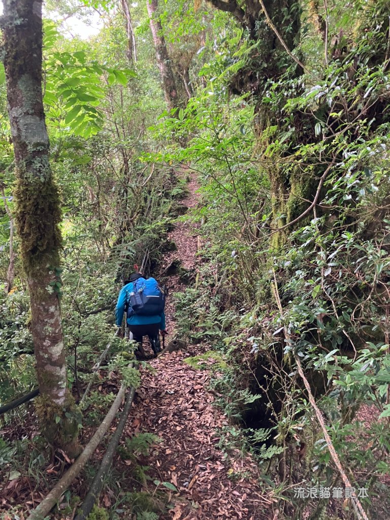 【佐米縱走】走進迷霧森林尋找千歲神木，參加一場巨木群的盛宴_2888773