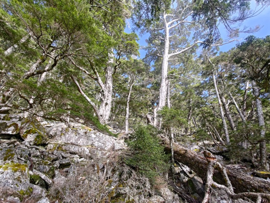 溪頭山連走魔保來山_2682713