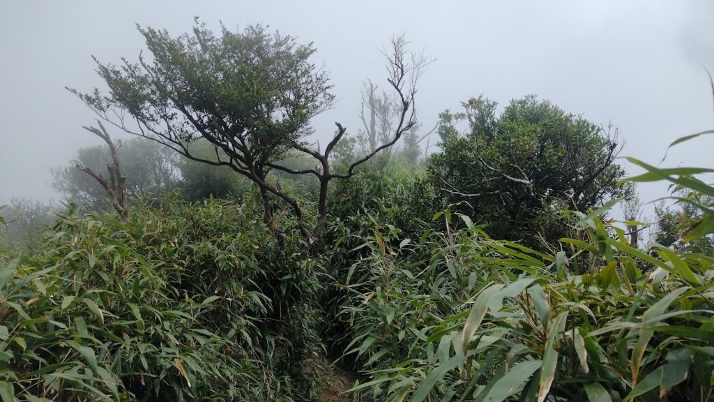 2022 7/25 三角崙山_1778268