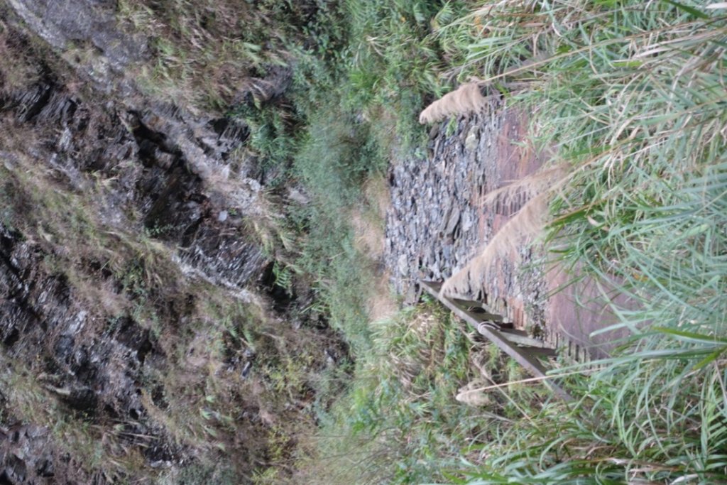 小鬼湖林道上亞泥迪山_1276879
