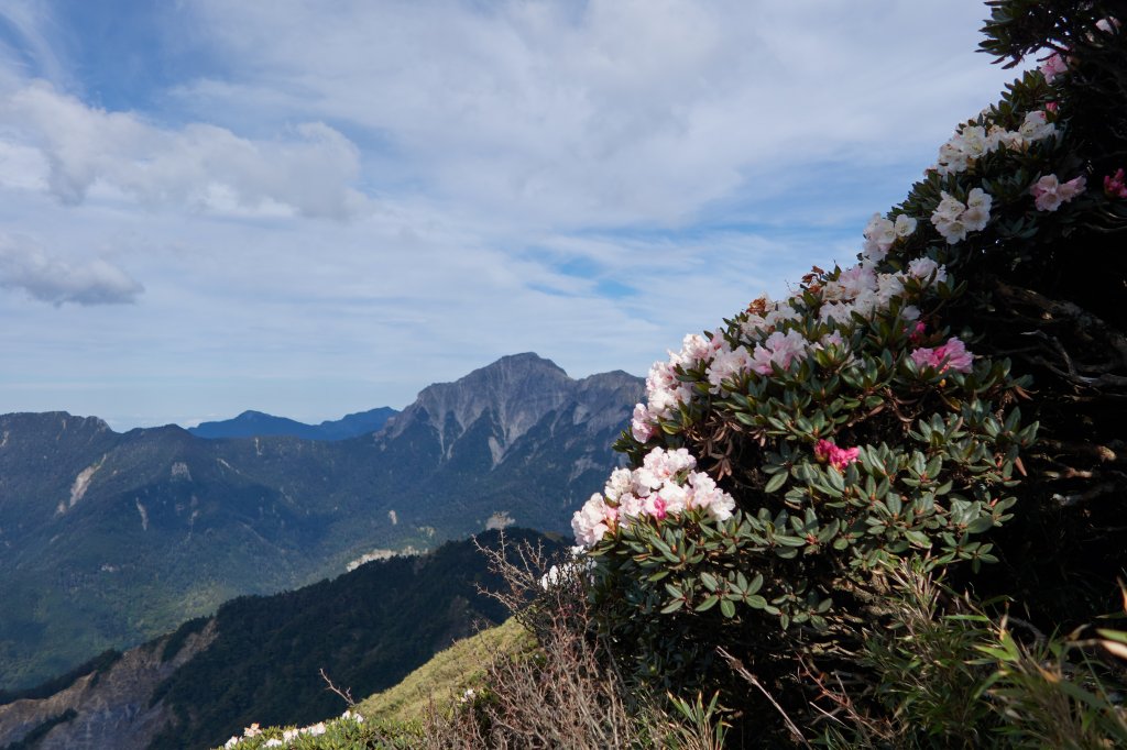 合歡東峰賞玉山杜鵑封面圖