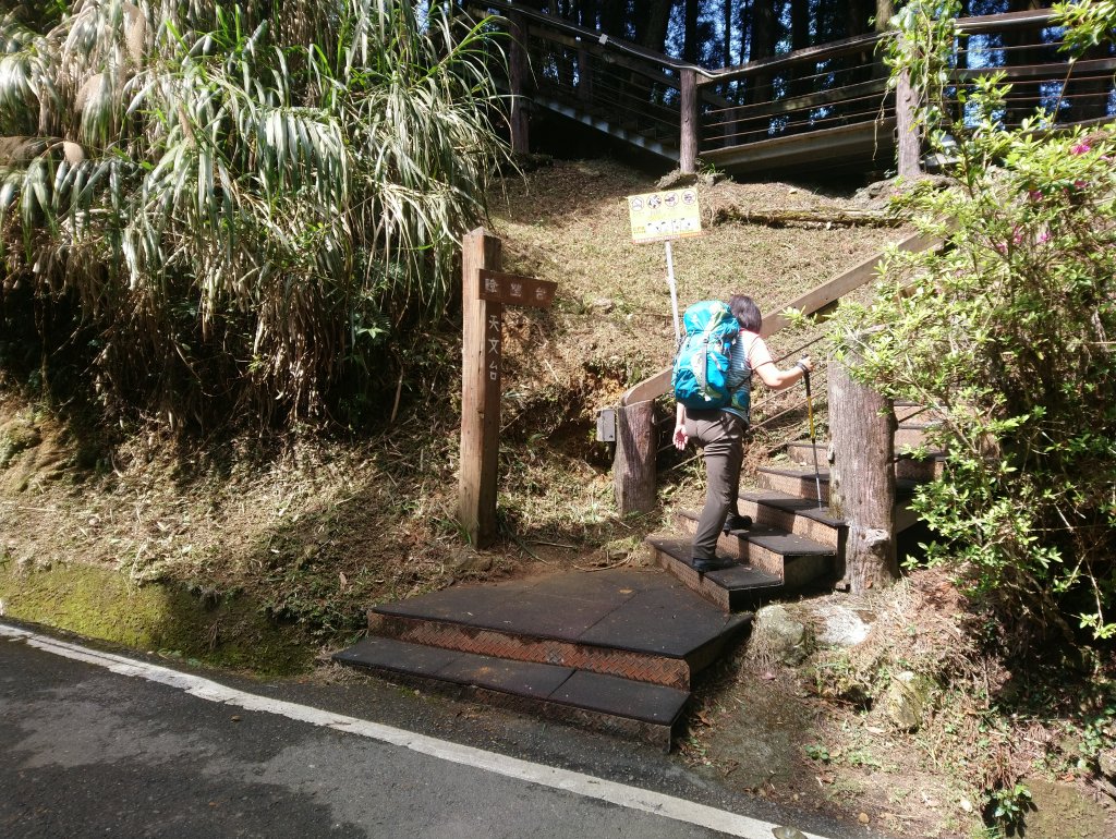 溪頭 南鳳凰山 天文台 神木O型 _869858